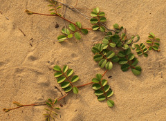 Tephrosia mysteriosa