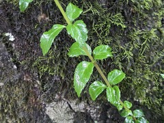 Mitraria coccinea