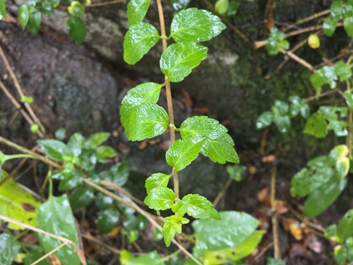 Mitraria coccinea, photograph 1