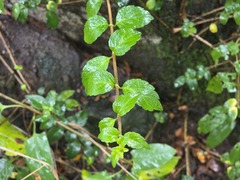Mitraria coccinea, photograph (c) Cesar Ormazabal, some rights reserved (CC BY)