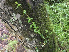 Mitraria coccinea, photograph (c) Cesar Ormazabal, some rights reserved (CC BY)