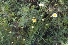 Leucanthemum pallens