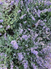 Nepeta × faassenii
