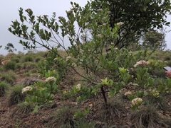 Syzygium caryophyllatum