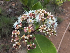 (c) T R Shankar Raman, some rights reserved (CC BY) Syzygium caryophyllatum, photograph (c) T R Shankar Raman, some rights reserved (CC BY)