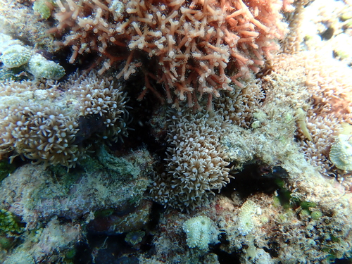 Briareum violaceum observed 2026-05-03