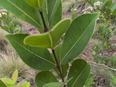 (c) T R Shankar Raman, some rights reserved (CC BY) Syzygium caryophyllatum, photograph (c) T R Shankar Raman, some rights reserved (CC BY)