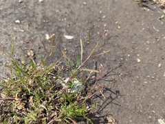 (c) Ryan Sorrells, some rights reserved (CC BY) Planodes virginicum, photograph (c) Ryan Sorrells, some rights reserved (CC BY)