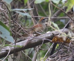 Synallaxis ruficapilla