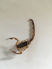 Centruroides ochraceus