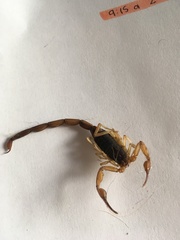 Centruroides ochraceus