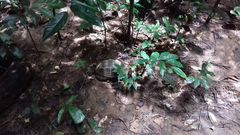 Indotestudo elongata