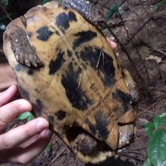 Indotestudo elongata