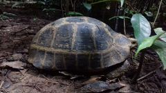 Indotestudo elongata