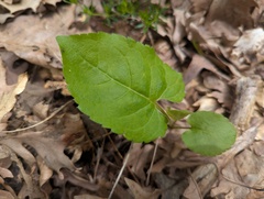 Eurybia schreberi, photograph (c) Ryan Sorrells, some rights reserved (CC BY)