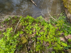 Eurybia schreberi