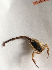 Centruroides ochraceus