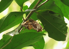 Consul fabius cecrops