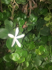 Angiospermae