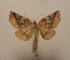 Ischalis gallaria
