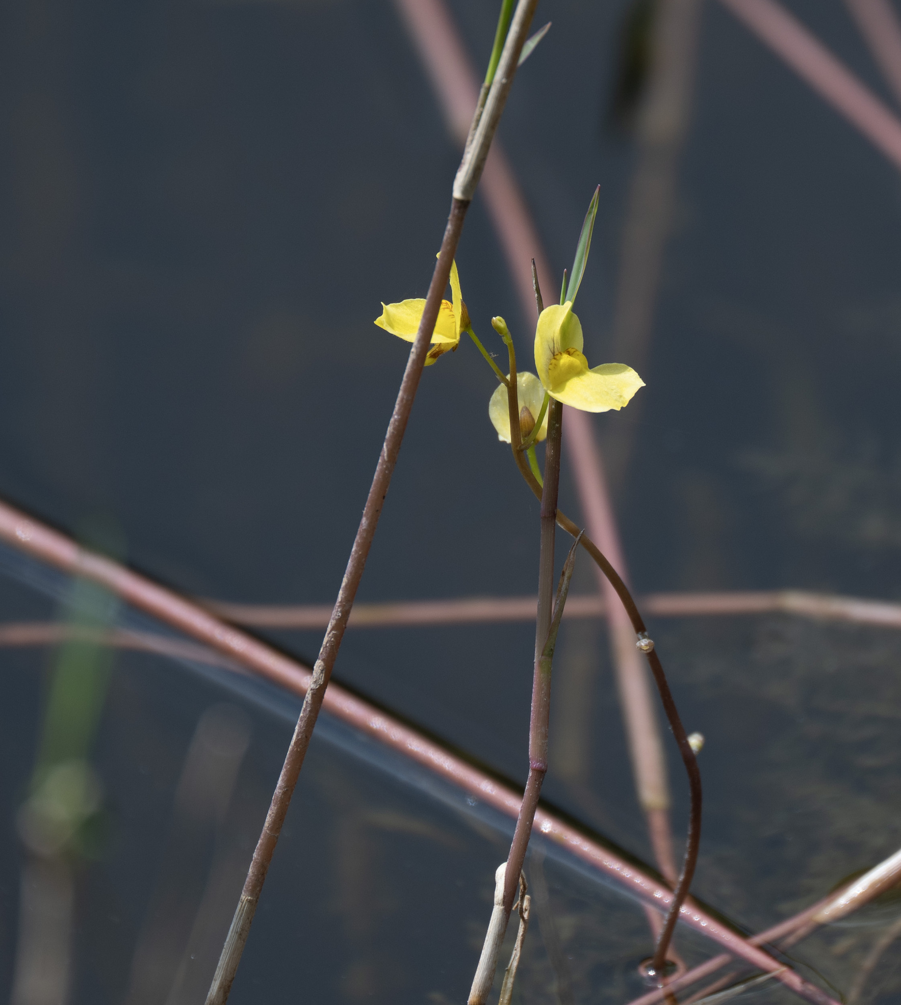 Utricularia aurea — ảnh 2