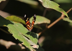Heliconius ethilla narcaea