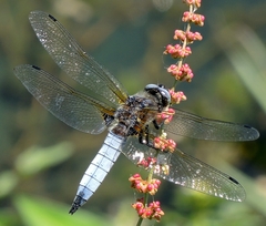 Libellula fulva