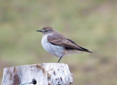 White-Browed Ground Tyrant photo 3