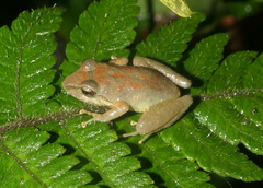 Pristimantis actites