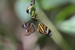 Ithomia agnosia zikani