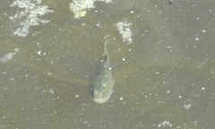 Cyprinodon macularius