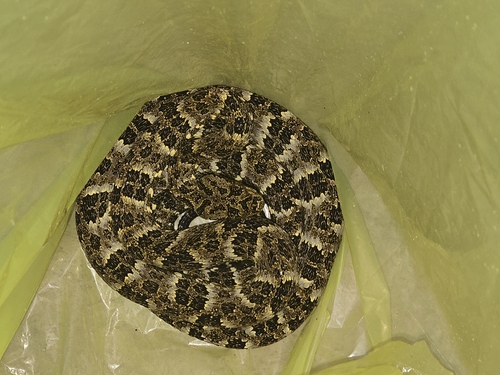 Speckled Forest Pit Viper