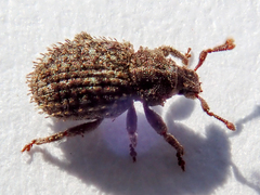 Trachyphloeus scabriculus