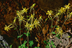 Aquilegia longissima