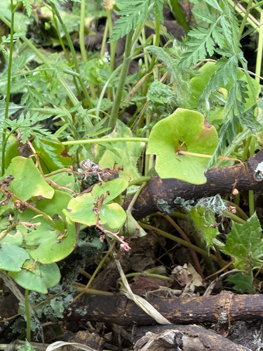 iNaturalist observation photo of miner's lettuce
