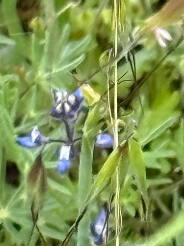 iNaturalist observation photo of Miniature Lupine