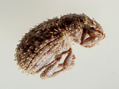 Trachyphloeus scabriculus