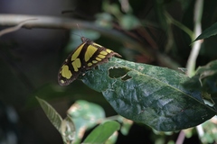 Philaethria wernickei