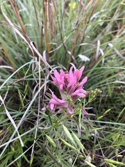 Castilleja purpurea, photograph (c) Will McFarland, some rights reserved (CC BY)