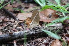Pierella nereis