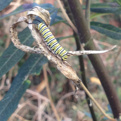 Danaus plexippus
