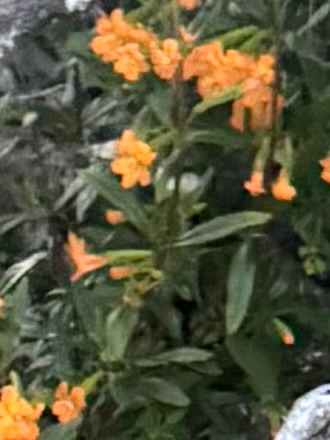 iNaturalist observation photo of orange bush monkeyflower