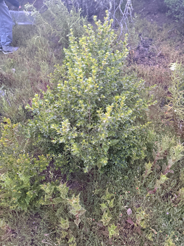 iNaturalist observation photo of coyote brush