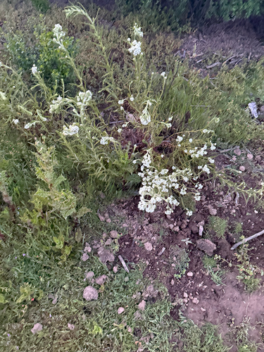 iNaturalist observation photo of California cudweed