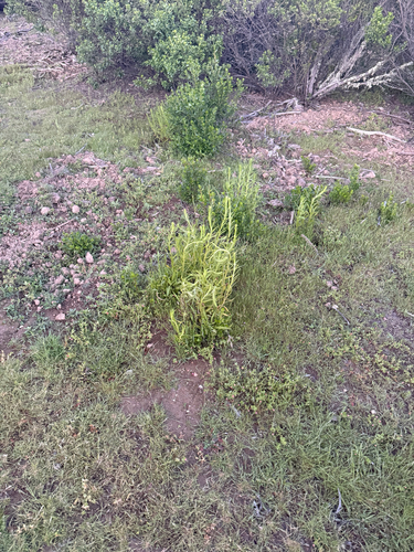iNaturalist observation photo of rabbit-tobaccos
