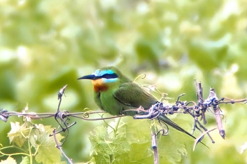 Abejaruco persa (Merops persicus)