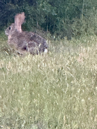 iNaturalist observation photo of Brush Rabbit