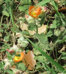 Sphaeralcea lindheimeri