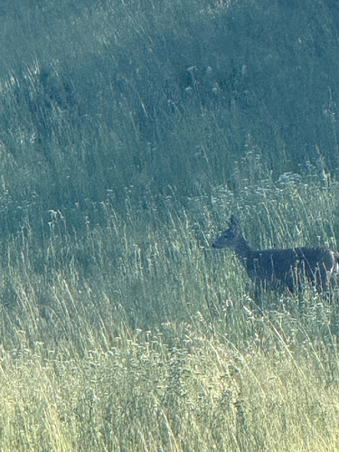 iNaturalist observation photo of Mule Deer
