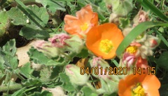 Sphaeralcea lindheimeri